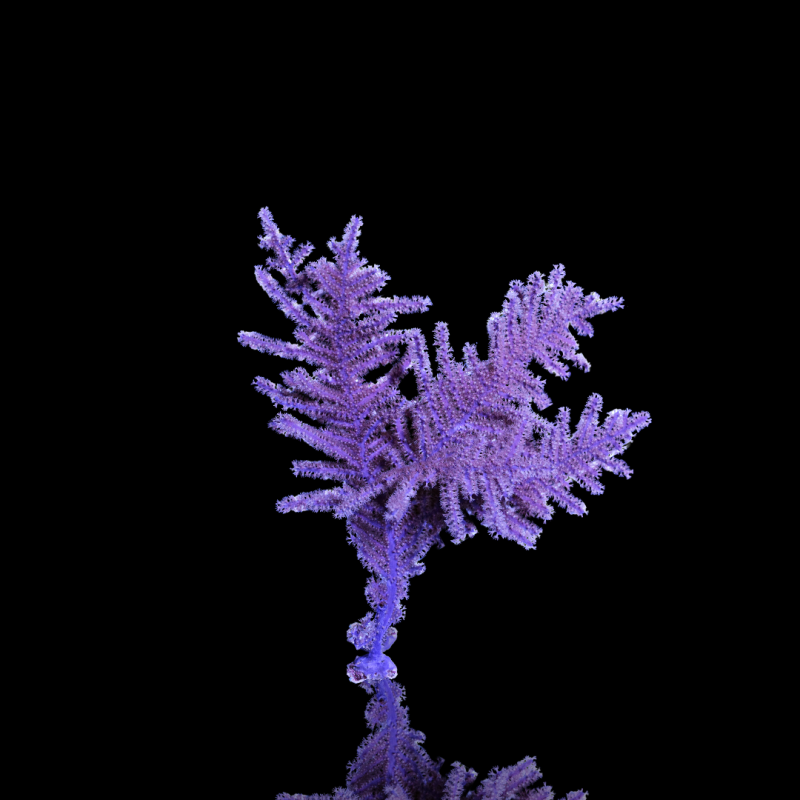 Pseudopterogorgia Bipinnata Pseudopterogorgia Bipinnata