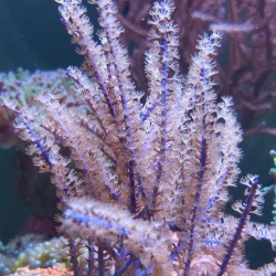 Pseudopterogorgia Bipinnata - Purple Willow Gorgonia M-size| Coralandfishstore.nl
