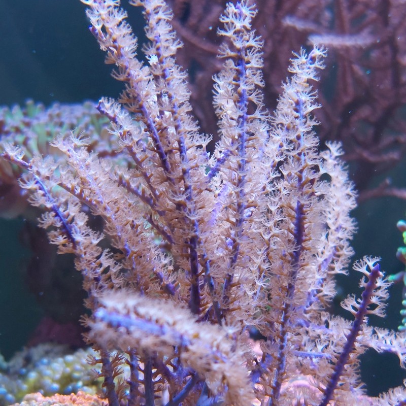 Pseudopterogorgia Bipinnata - Purple Willow Gorgonia M-size| Coralandfishstore.nl Pseudopterogorgia Bipinnata - Purple Willow Gorgonia M-size| Coralandfishstore.nl