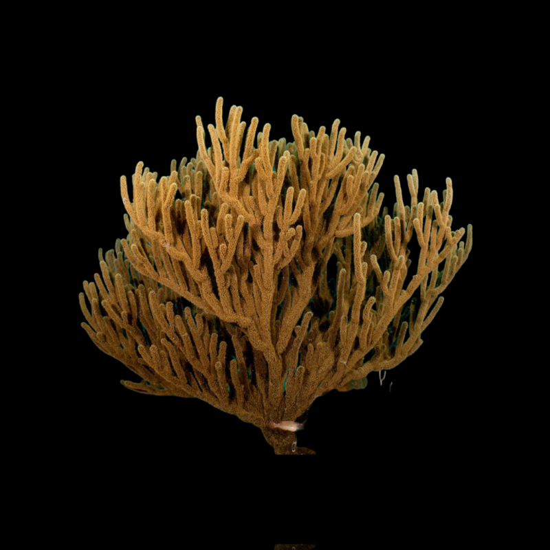 Pseudoplexaura sp Pseudoplexaura sp