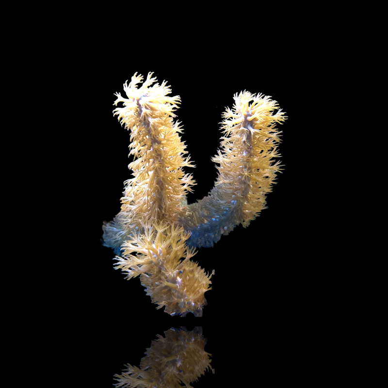 Plexaurella Nutans Plexaurella Nutans
