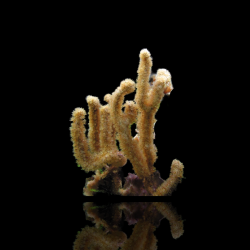 Plexaurella Nutans | Coralandfishstore.nl Plexaurella Nutans | Coralandfishstore.nl