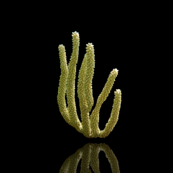 Eunicea Calyculata