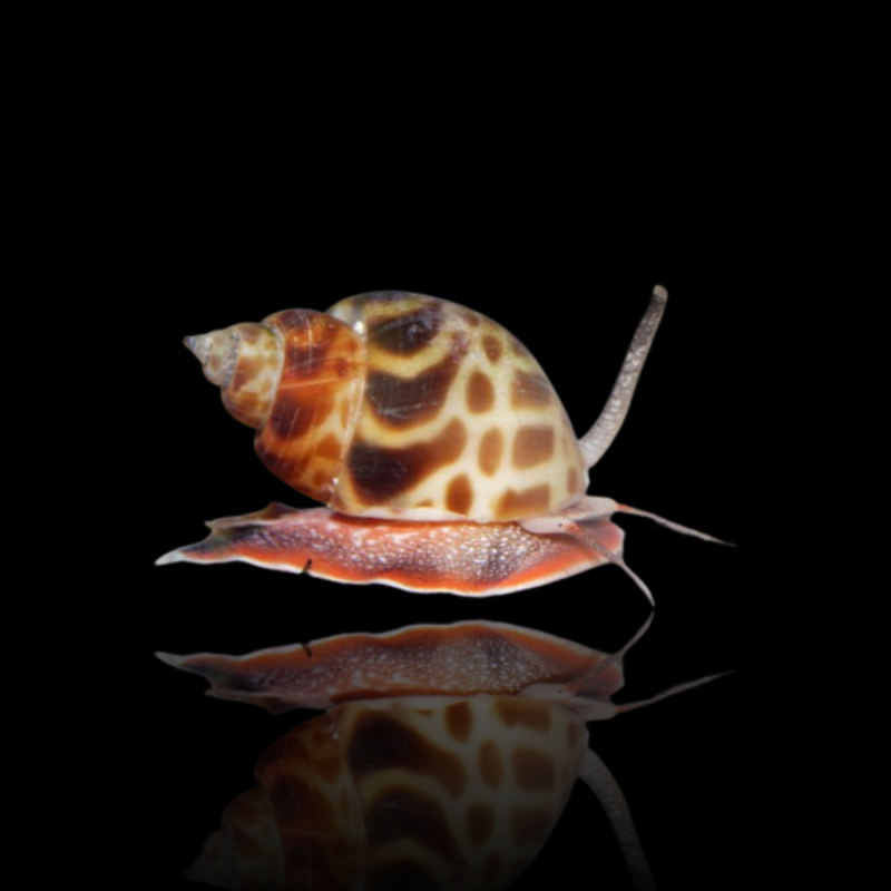 Buccinulum Corneum Buccinulum Corneum