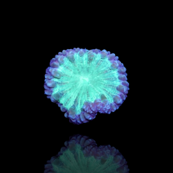 Blastomusa Wellsi Grey - Green -  per polyp Australie kopen | Coralandfishstore.nl