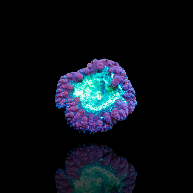 Blastomusa Wellsi Grey - Green - per polyp Australie kopen | Coralandfishstore.nl Blastomusa Wellsi Grey - Green - per polyp Australie kopen | Coralandfishstore.nl