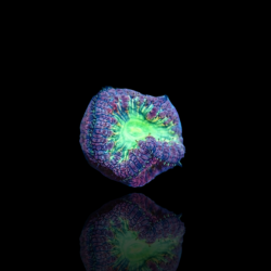 Blastomusa Wellsi Grey - Green -  per polyp Australie kopen | Coralandfishstore.nl