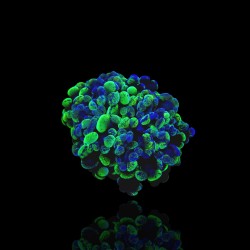 Euphyllia Paraancora Two Tones  M-size kopen | Coralandfishstore.nl