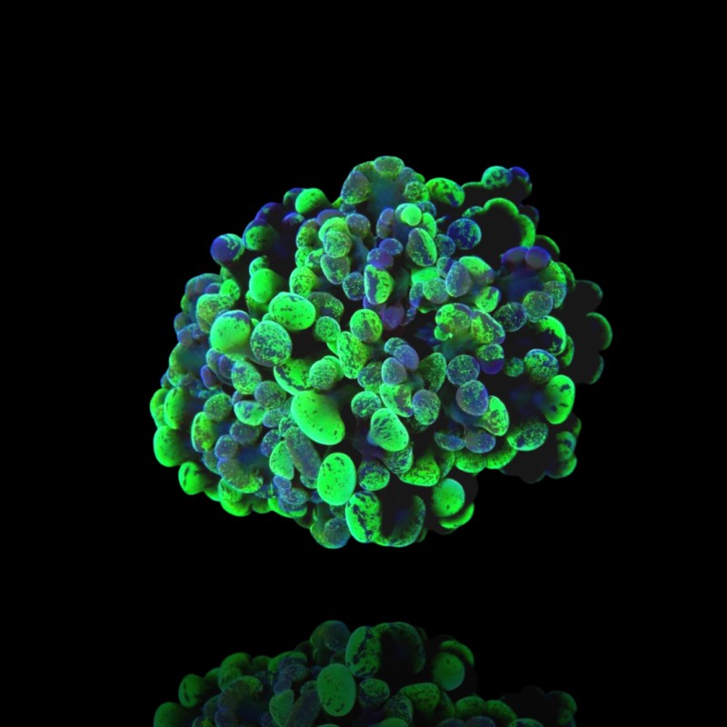 Euphyllia Paraancora Two Tones Ultra Euphyllia Paraancora Two Tones Ultra