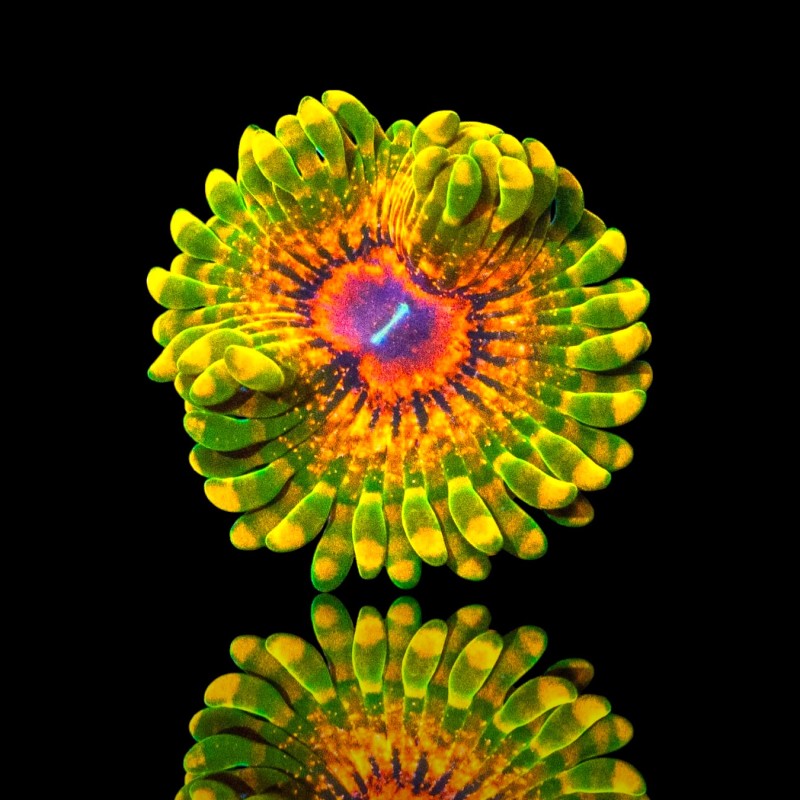 Zoanthus Grand Master Krakatoa