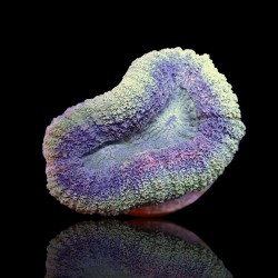 Lobophyllia sp