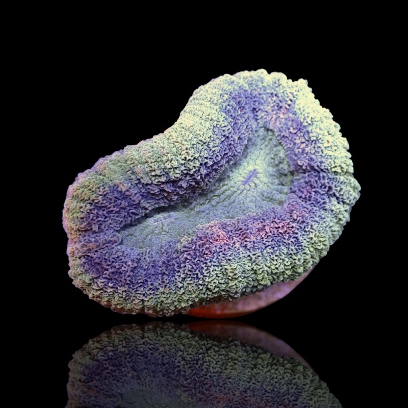 Lobophyllia sp