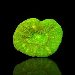 Lobophyllia sp S-size australie kopen | Coralandfishstore.nl