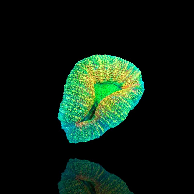 Lobophyllia sp S-size australie kopen | Coralandfishstore.nl Lobophyllia sp S-size australie kopen | Coralandfishstore.nl