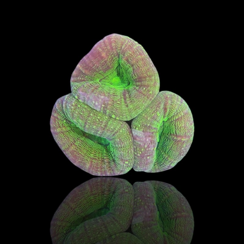 Lobophyllia sp S-size australie kopen | Coralandfishstore.nl Lobophyllia sp S-size australie kopen | Coralandfishstore.nl