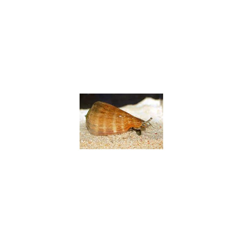 Strombus luhuanus (tiger conch) Strombus luhuanus (tiger conch)