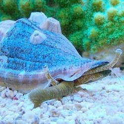 Strombus luhuanus (tiger conch)