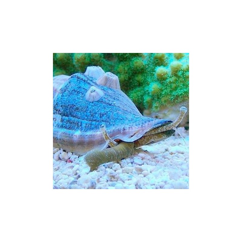 Strombus luhuanus (tiger conch)