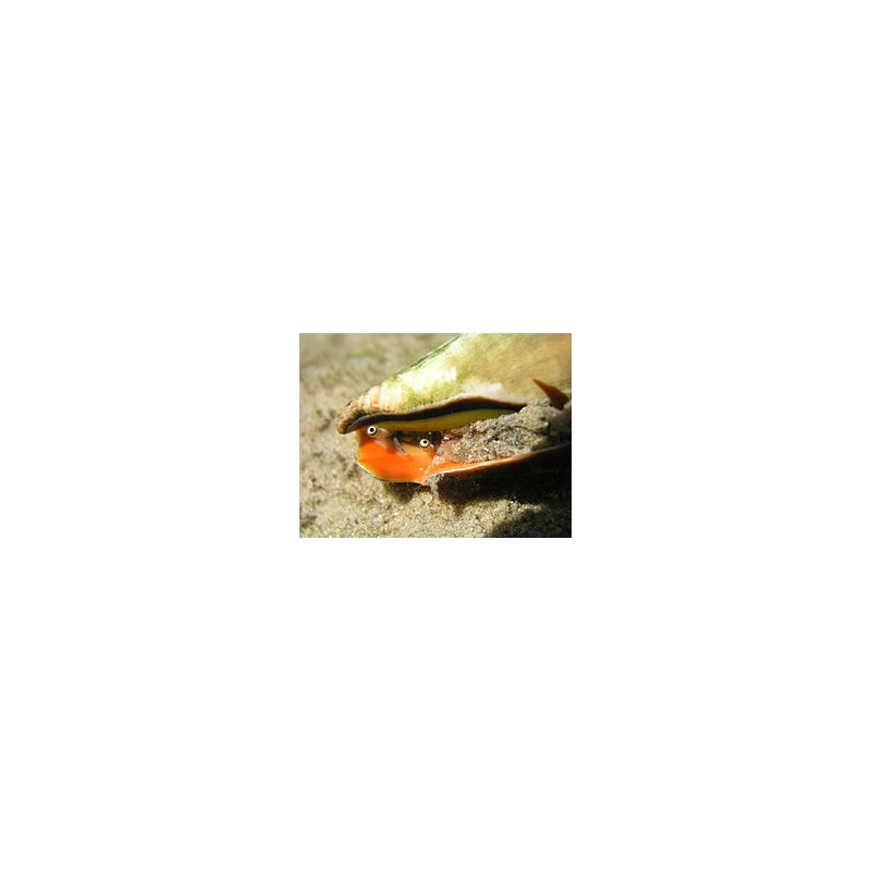 Strombus luhuanus (tiger conch) Strombus luhuanus (tiger conch)