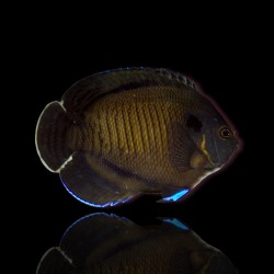 Centropyge multispinis