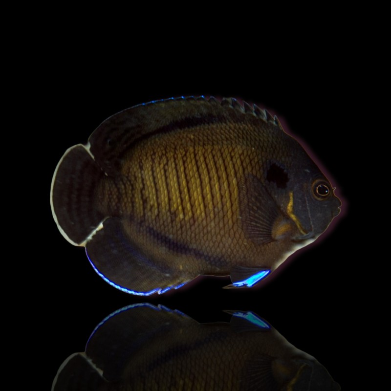 Centropyge multispinis