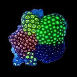 WYSIWYG 691 Zoanthus