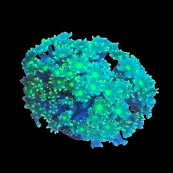 WYSIWYG 694 Cornularia