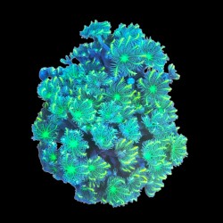 WYSIWYG 695 Cornularia