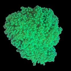 WYSIWYG 687 Euphyllia divisa green