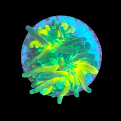 WYSIWYG 683 Tiger torch