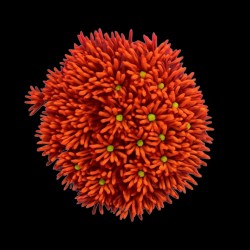 WYSIWYG 684 Goniopora red with yellow heart small