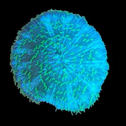 WYSIWYG 685 Fungia green