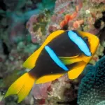 Amphiprion Chrysopterus (M)