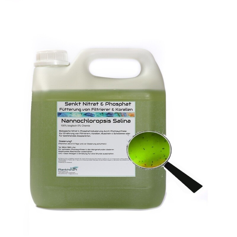 Plankton24 Nannochloropsis salina met bemesting Plankton24 Nannochloropsis salina met bemesting
