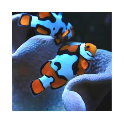 Amphiprion Percula Picasso A2