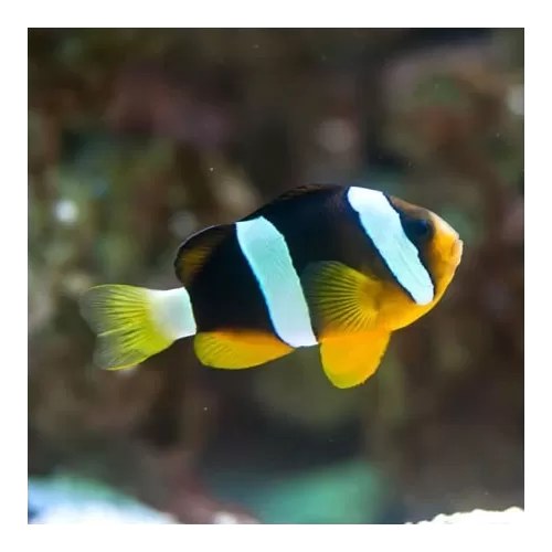 Amphiprion Clarckii