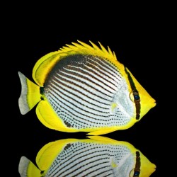 Chaetodon Melannotus (S-M)