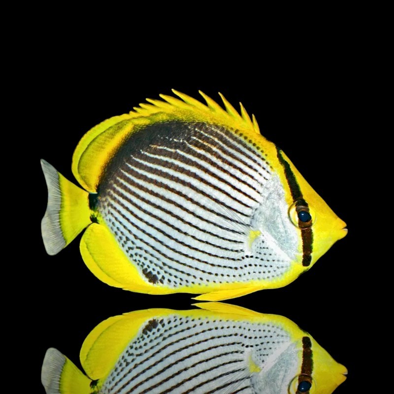 Chaetodon Melannotus (S-M) Chaetodon Melannotus (S-M)