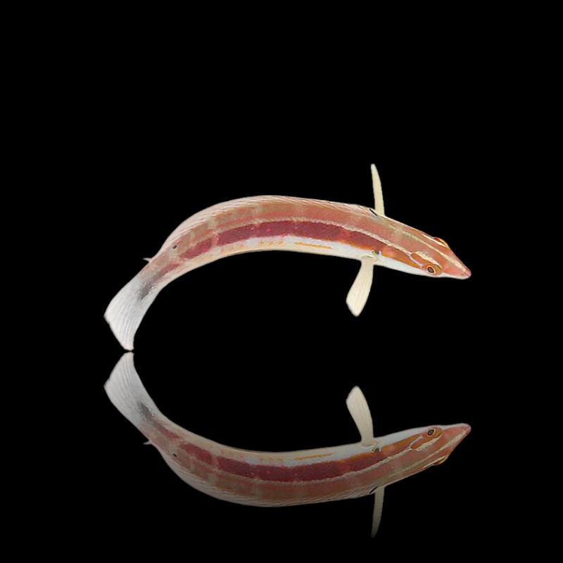Coris Caudimacula (Stippelstaart Coris) | Kleurvolle Rifvis voor Aquaria Coris Caudimacula (Stippelstaart Coris) | Kleurvolle Rifvis voor Aquaria