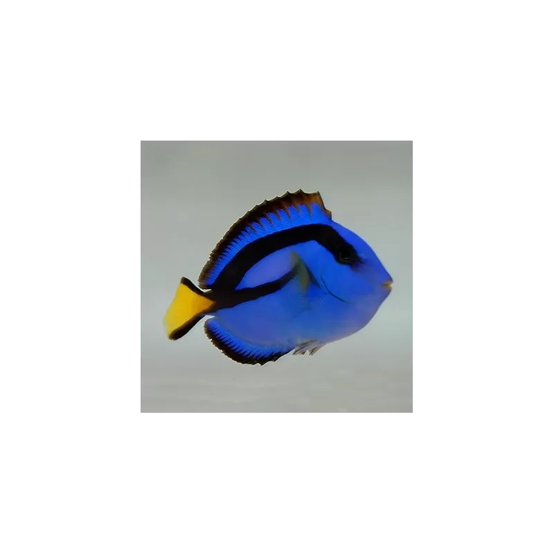 Paracanthurus Hepatus S Paracanthurus Hepatus S