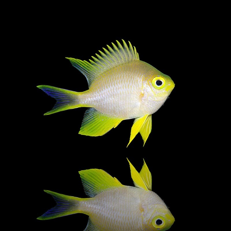 Amblyglyphidodon Aureus