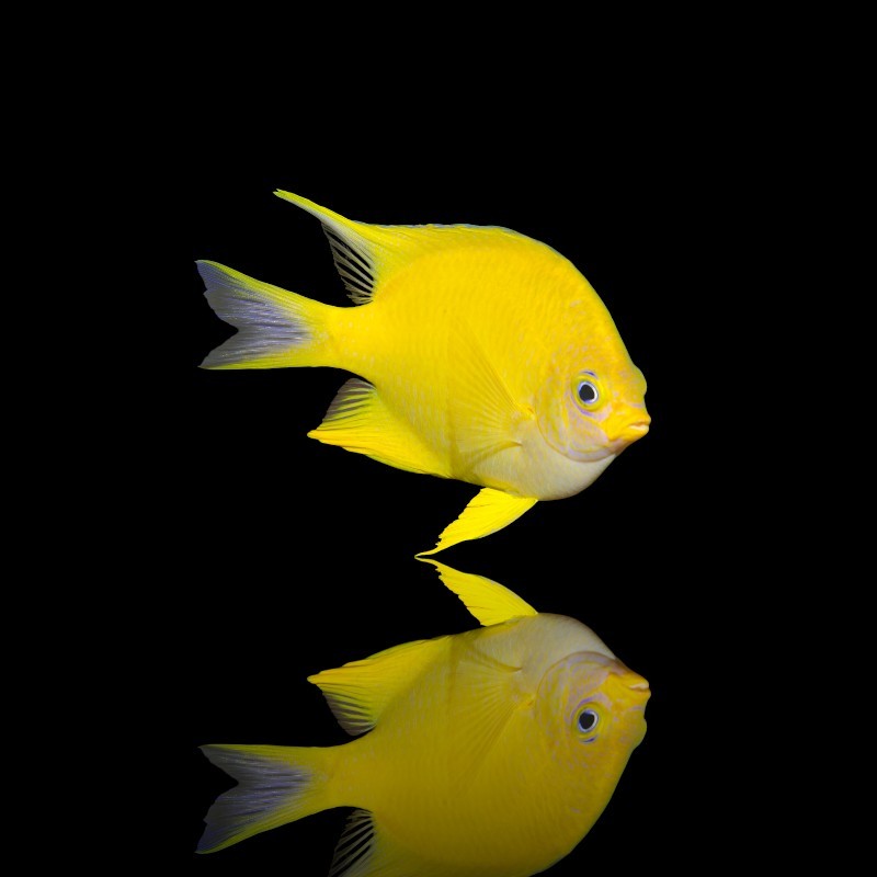 Amblyglyphidodon Aureus