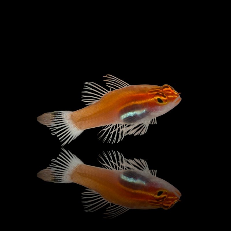 Eviota Nigriventris bestellen ? l Coralandfishstore.nl Eviota Nigriventris bestellen ? l Coralandfishstore.nl
