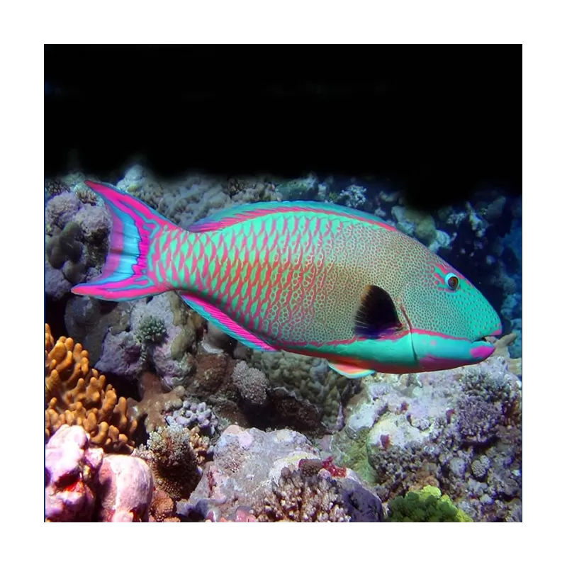 cetoscarus bicolor M cetoscarus bicolor M