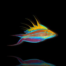 Paracheilinus Filamentosus
