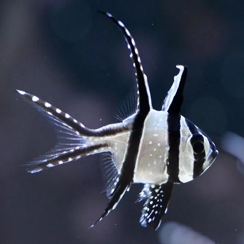 Pterapogon Kauderni Pterapogon Kauderni