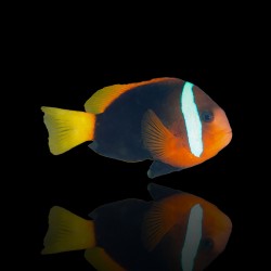 Amphiprion Melanopus (M)|  Coralandfishstore.nl