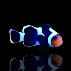 Amphiprion Ocellaris Black Gladiator