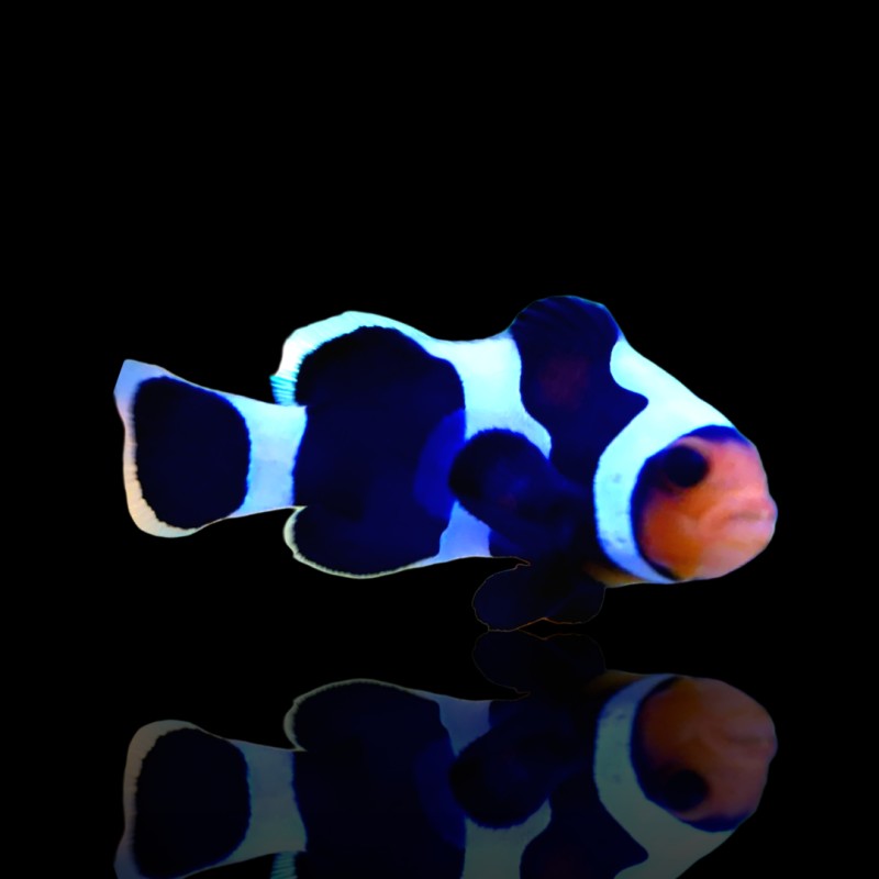 Amphiprion Ocellaris Black Gladiator