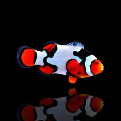 Amphiprion Percula picasso A2